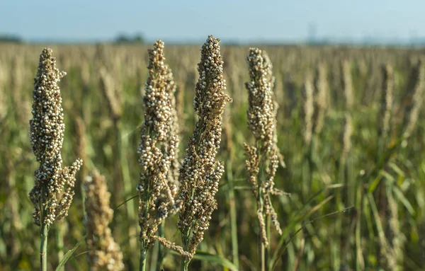 Des plantations de millet. Paquets de graines de millet . Photo De Stock