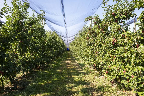 Almát szüretelnek a nagy ipari almáskertben. Pengetőgép Stock Kép