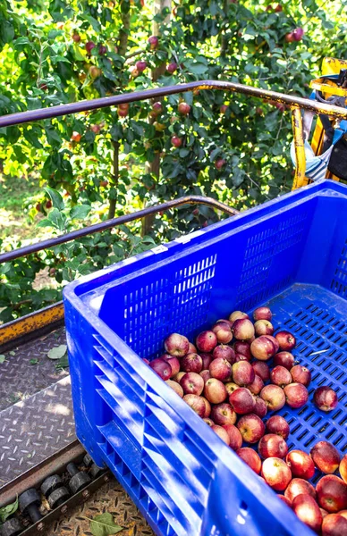 Συγκομιδή μήλων σε μεγάλο βιομηχανικό οπωρώνα μήλων. Μηχανή και κρατήρας Royalty Free Εικόνες Αρχείου