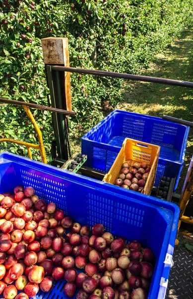 Äpfel ernten im großen industriellen Apfelgarten. Maschine und Ratte Stockbild