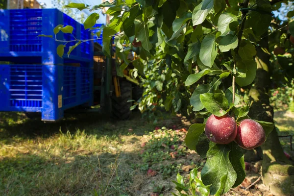 Συγκομιδή μήλων σε μεγάλο βιομηχανικό οπωρώνα μήλων. Μηχανή και κρατήρας Royalty Free Φωτογραφίες Αρχείου