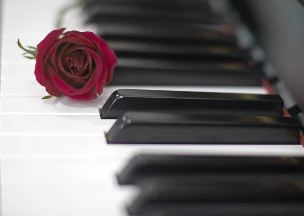 Sevgililer günü: Çeşitli olaylar için piyano klavye bulanık arka plan üzerinde kırmızı gül: yıldönümü, kutlama, aşk, evlilik, sürpriz hediye, doğum günü partisi, mezuniyet, nişan, parti ve paylaşımı