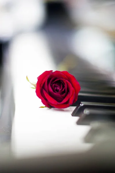 Sevgililer günü: Çeşitli olaylar için piyano klavye bulanık arka plan üzerinde kırmızı gül: yıldönümü, kutlama, aşk, evlilik, sürpriz hediye, doğum günü partisi, mezuniyet, nişan, parti ve paylaşımı