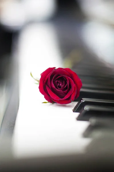 Sevgililer günü: Çeşitli olaylar için piyano klavye bulanık arka plan üzerinde kırmızı gül: yıldönümü, kutlama, aşk, evlilik, sürpriz hediye, doğum günü partisi, mezuniyet, nişan, parti ve paylaşımı