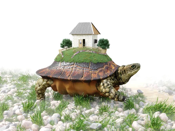 Żółw z domu zabawki z papieru nieruchomości biznes koncepcja Zdjęcia — Zdjęcie stockowe