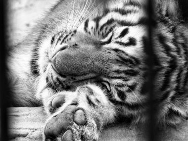 Kaplan yavrusu uyuyor, hayvanat bahçesi