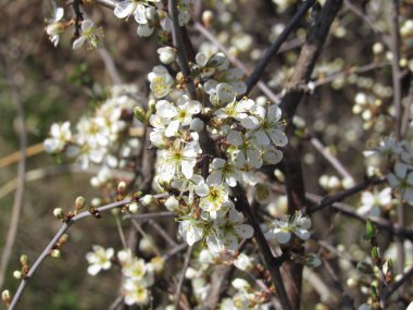 İlkbaharda çalıların dikenli çiçekleri açar.