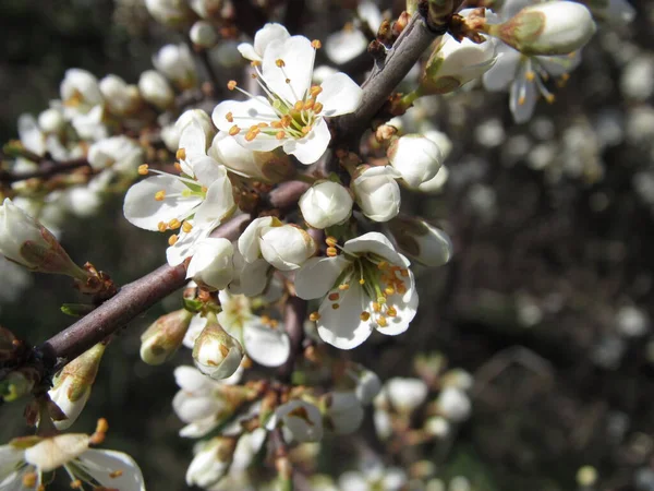 Printemps Les Fleurs Épineuses Des Arbustes Fleurissent — Photo