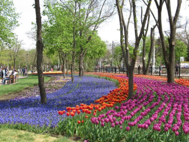 Parkta çok renkli bahar soğanı çiçekleri çizgili olarak düzenlenir.