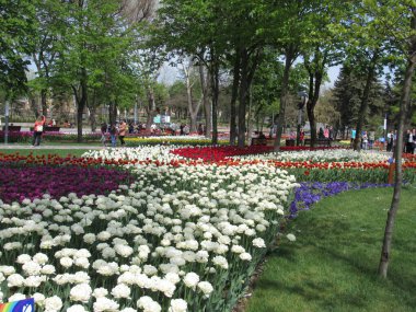 Parkta çok renkli bahar soğanı çiçekleri çizgili olarak düzenlenir.