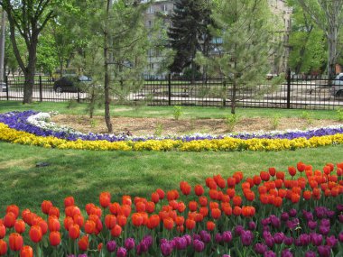 Parkta çok renkli bahar soğanı çiçekleri çizgili olarak düzenlenir.