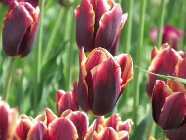 Parkta koyu mor laleler çiçek açtı.