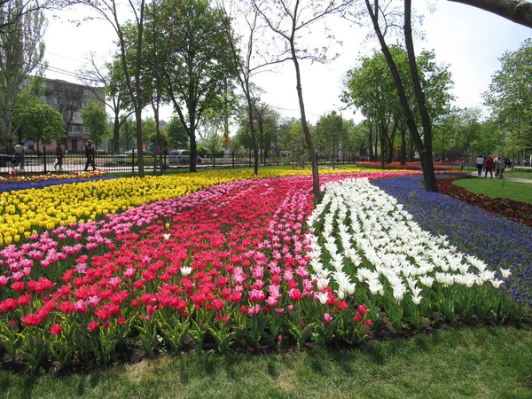 Bunte Frühlingszwiebelblumen Park Sind Streifen Angeordnet — Stockfoto