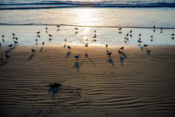 Lerici strand vol met meeuwen bij zonsondergang — Stockfoto