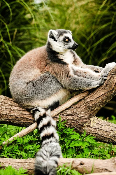 Ringschwanzmaki an einem Baum — Stockfoto