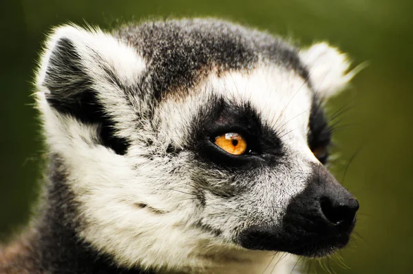 Großaufnahme von RingschwanzLemur — Stockfoto