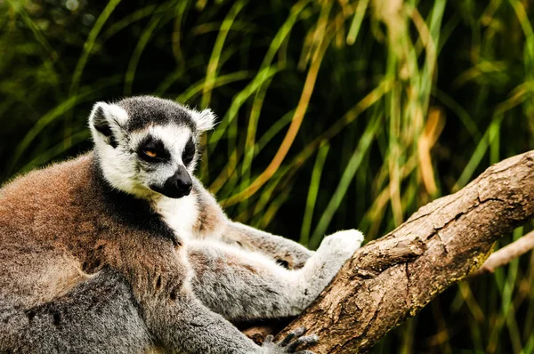 Ringschwanzmaki an einem Baum — Stockfoto