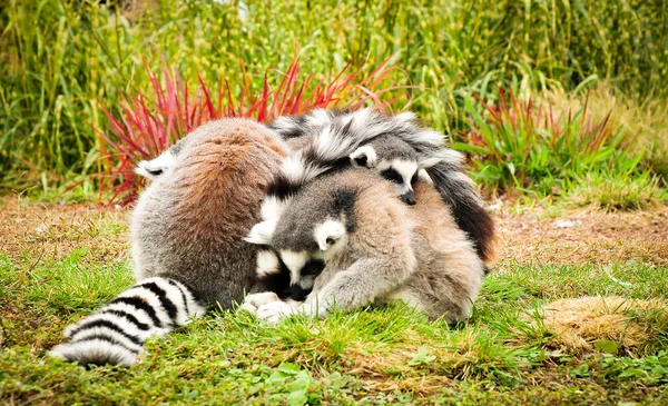 小群狐猴互相抱着睡觉 — 图库照片