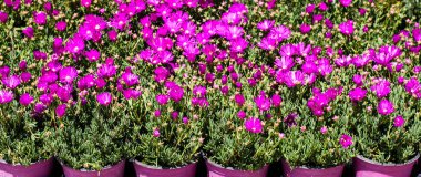 Fuşya vazo fuşya gerbera çiçekleri