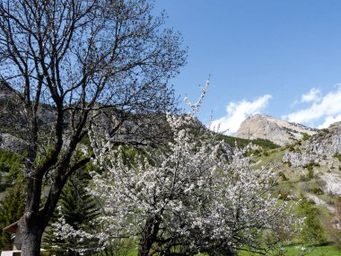 Çiçek açan kiraz ağacı