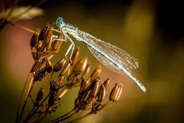 Libelle im Morgentau — Stockfoto