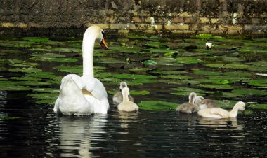 Delft, Hollanda bir kanalda, civciv ile yetişkin sessiz kuğu Yüzme