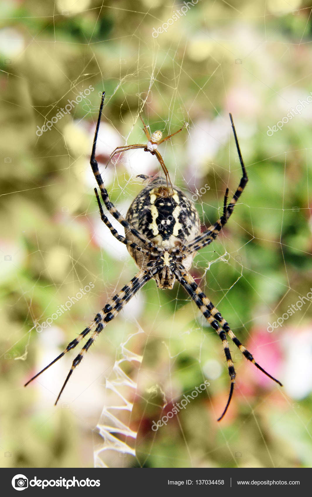 Male And Female Banded Garden Spider Spiders Stock Photo C Moh