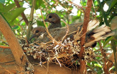Gülen kumru çift yuvaya, Mısır
