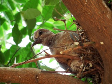 Meraklı gülen kumru yuva, Mısır