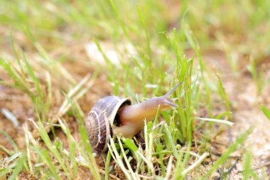 salyangoz çimenlerin üzerinde
