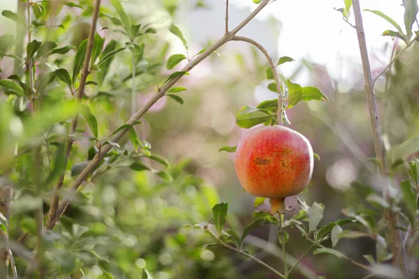 Ripe Pomegranate Fruit on Tree Branch, Foliage Background — Stock Photo, Image