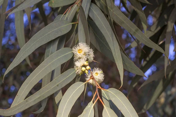 Ağaç Closeup, Cinnamomum Camphora çiçek