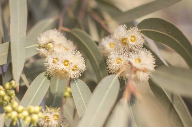 Ağaç Closeup, Cinnamomum Camphora çiçek