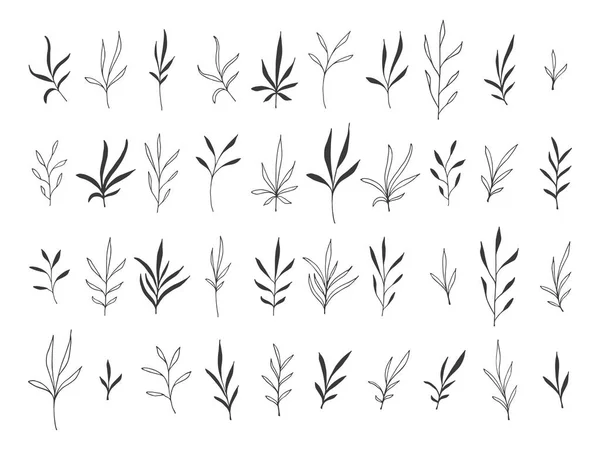 Hand drawn botanical decorative design elements — Stock Vector