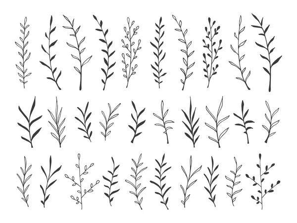 Botanik dekoratif tasarım öğeleri el çekilmiş