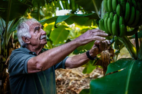 Komuta sizde muz bir çiftlikte