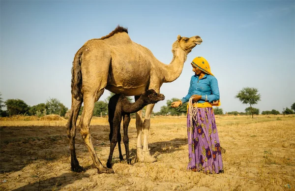 Kobieta stojąc z camel i cielca — Zdjęcie stockowe