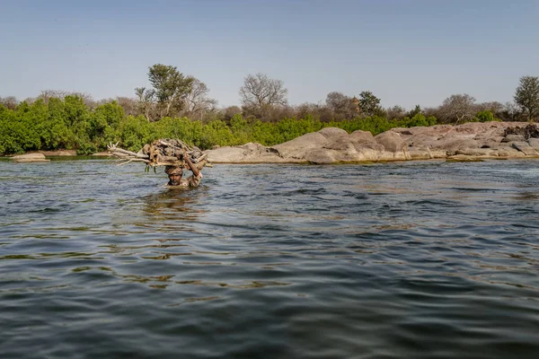 Nehirden yakacak odun taşıyan adam — Stok fotoğraf