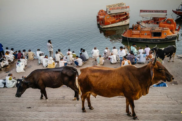 Due mucche sulle scale — Foto Stock