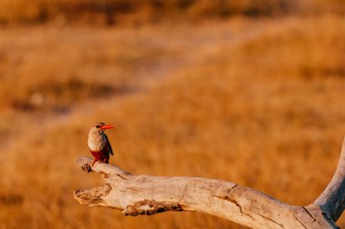 Kurumuş ağaç dalı kuş