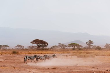 Alan üç zebras