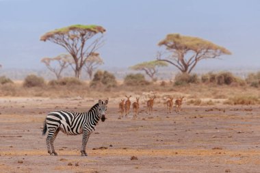 Zebra ve antilop sürüsü