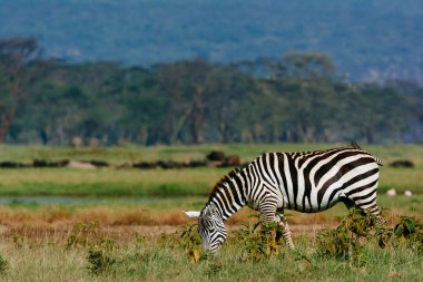 Zebra tarlada ot yiyor.