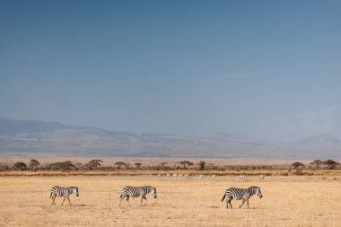 Kurutulmuş çim sahası Zebras