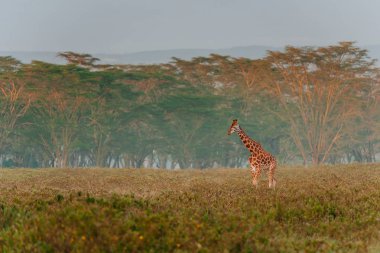 Zürafa tallgrass alanında