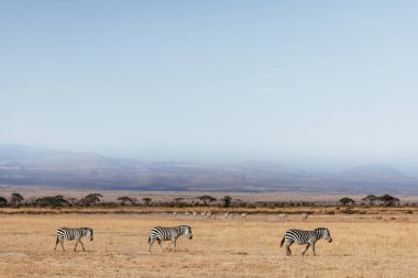 Kurutulmuş çim alan üç zebras