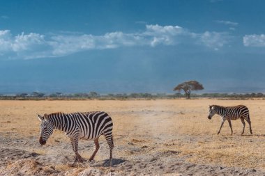 Çöl alanı iki zebras