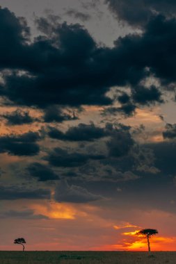 ve gün batımı ağaçlarının Silhouettes