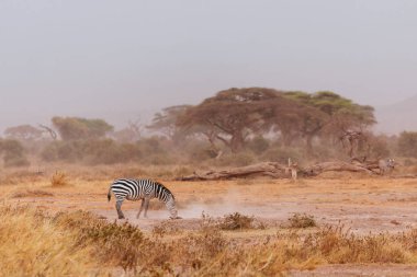 Çöl alanında çalışan zebra