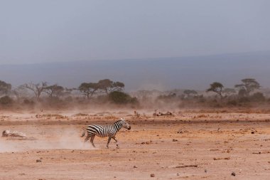Çöl alanında çalışan zebra